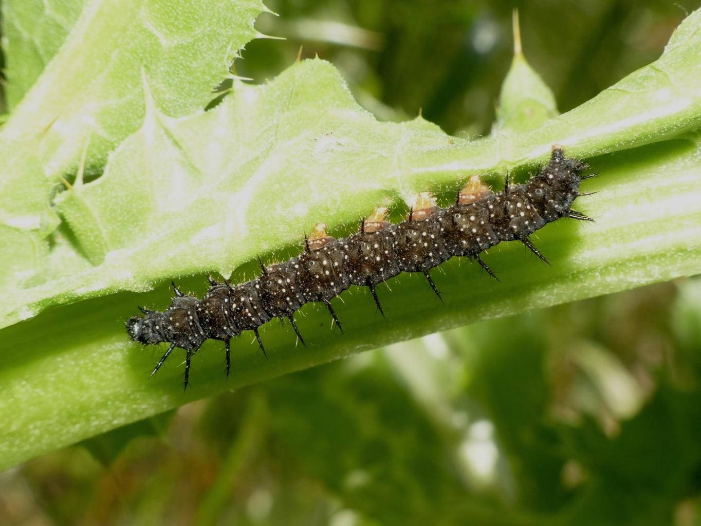 Bruco spinoso - Aglais io